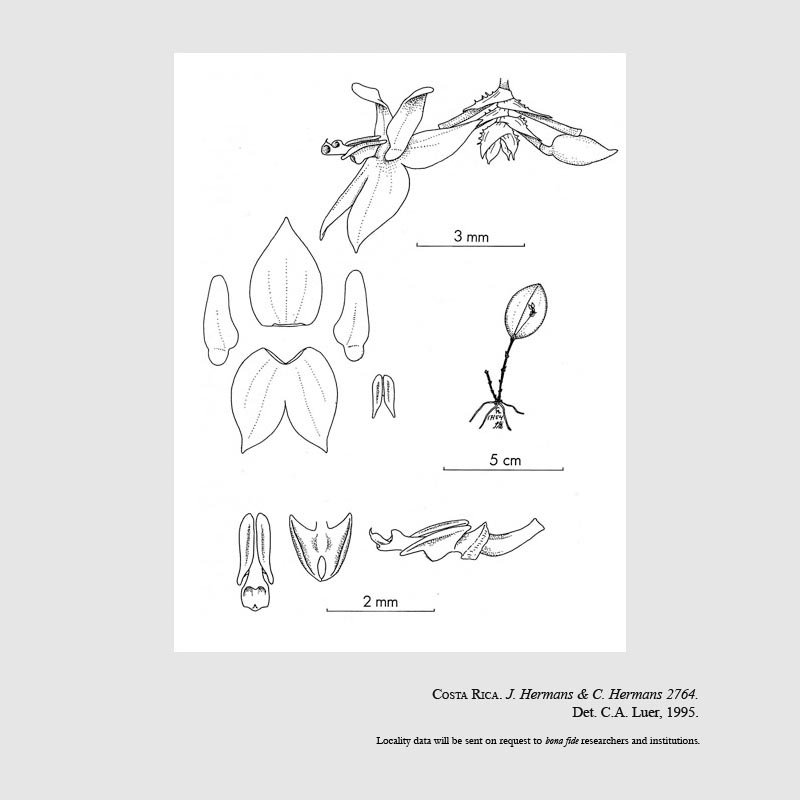 Lepanthes reflexa